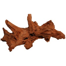 Mangrove L 30-40cm