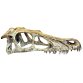 Raptor Skull Large