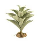 Desert Flora – Silver Mullein