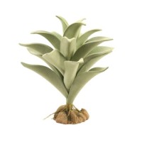 Desert Flora – Silver Mullein