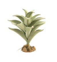 Desert Flora – Silver Mullein