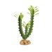 Desert Flora – Euphorbia