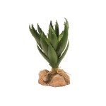 Desert Flora – Green Aloe