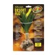 Desert Flora – Green Aloe