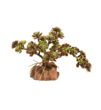 Desert Flora – Red Leaf Stonecrop