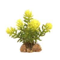 Desert Flora – Burro’s Tail