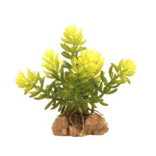 Desert Flora – Burro’s Tail