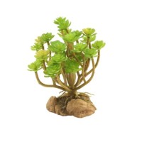 Desert Flora – Tree Houseleek