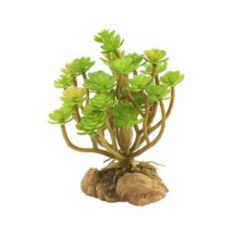 Desert Flora – Tree Houseleek