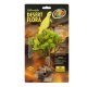 Desert Flora – Tree Houseleek
