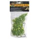 Natural Bush Plant - Bolivian Croton 46cm
