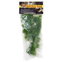 Natural Bush Plant - Borneo Star 46cm