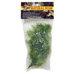 Natural Bush Plant - Cashuarina 56cm