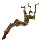 Premium Grapevine - Medium