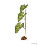 Dripper Plant - Large