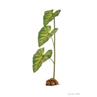 Dripper Plant - Large