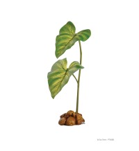 Dripper Plant - Small