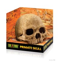 Primaat Skull