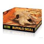 Buffel Skull