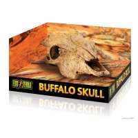 Buffel Skull