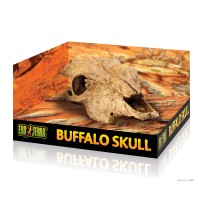 Buffel Skull