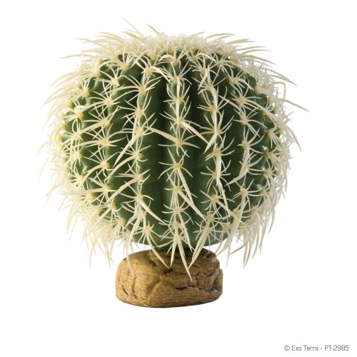 Barrel Cactus - Medium