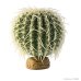 Barrel Cactus - Medium