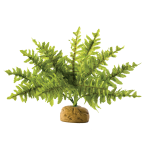 Boston Fern Small