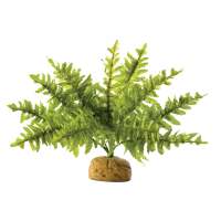 Boston Fern Small