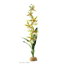 Spider Orchid