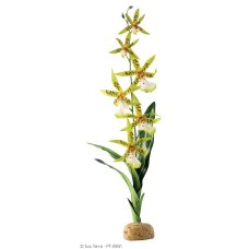 Spider Orchid