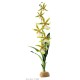 Spider Orchid