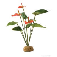 Anthurium Bush