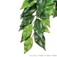 Ficus Silk Medium