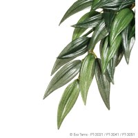 Ruscus - Medium