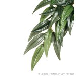Ruscus - Large