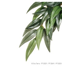 Ruscus - Large