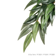 Ruscus - Large