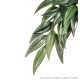 Ruscus - Large