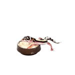 Calci Dish