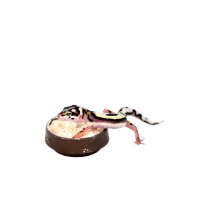 Calci Dish