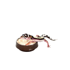 Calci Dish