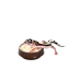 Calci Dish