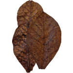 Habistat Bladeren Catappa
