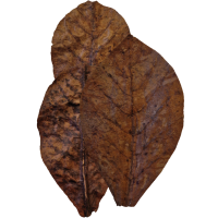 Habistat Bladeren Catappa