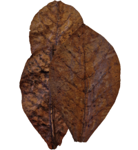 Habistat Bladeren Catappa