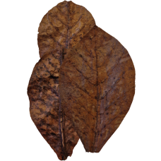 Habistat Bladeren Catappa