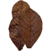 Habistat Bladeren Catappa