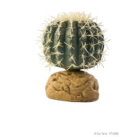 Barrel Cactus - Small