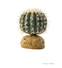 Barrel Cactus - Small